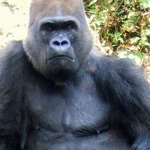 Gorilla Nior (At the beginning of this century)