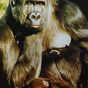 Gorilla A-kou with its baby (1982)