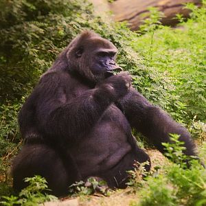 Gorilla A-kou (At the beginning of this century)