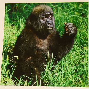 Ni kou, a gorilla in his childhood (around 1983?)