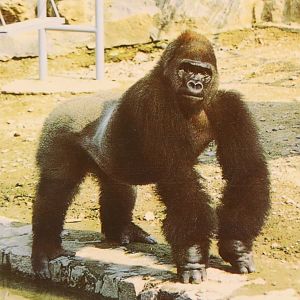 Gorilla Jilang （1980s）