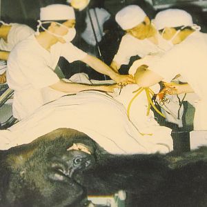 Amputation surgery for gorilla Jilang (1988)