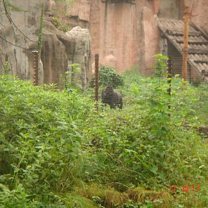 The last time I saw the gorilla at Beijing Zoo (2010)