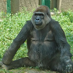 Gorilla Ni kou, Zhengzhou zoo