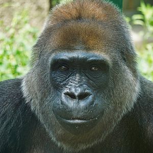Gorilla Ni kou, Zhengzhou zoo