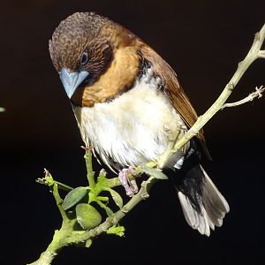 Chestnut-breasted Mannikin, 13th March 2025