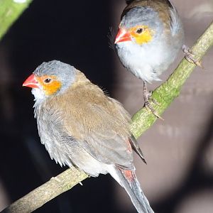 Orange-cheeked Waxbills, 13th March 2025