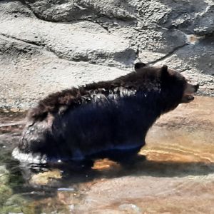 American Black Bear Swimming
