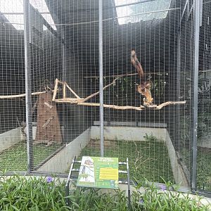 black giant squirrel aviary - aviary park