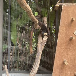 black giant squirrel (ratufa bicolor) (1) - aviary park
