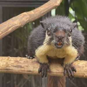 black giant squirrel (ratufa bicolor) (2) - aviary park