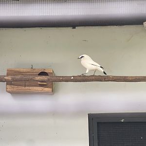 bali myna (leucopsar rothschildi) - aviary park