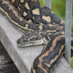 Coastal Carpet Python