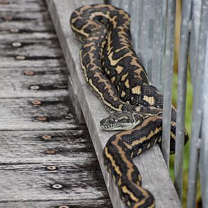 Coastal Carpet Python