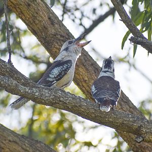 Laughing Kookaburras