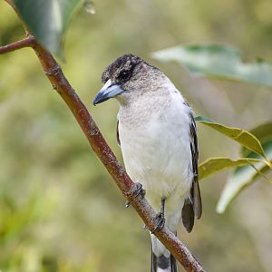 Pied Butcherbird