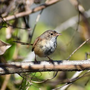 Red-backed Fairywren