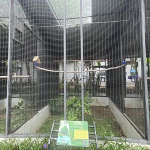 black-naped fruit dove aviary - aviary park