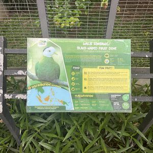 black-naped fruit dove signage - aviary park