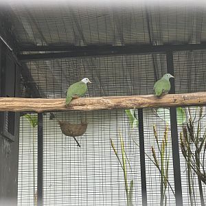 black-naped fruit dove (ptilinopus melanospilus) - aviary park