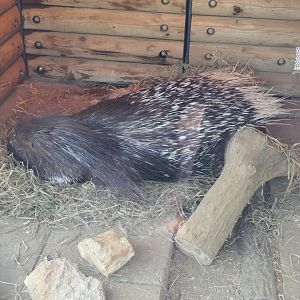 Hystrix cristatus or H. africaeaustralis? - Ueno Zoo
