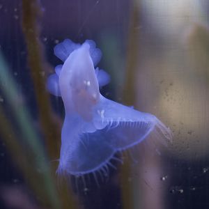 Lion's Mane Nudibranch