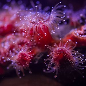 Strawberry Anemones