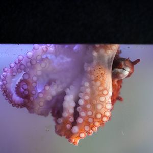 Giant Pacific Octopus (baby)