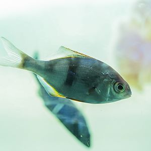 Pile Perches (juveniles)