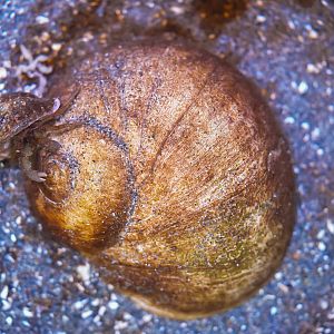 Lewis' Moon Snail