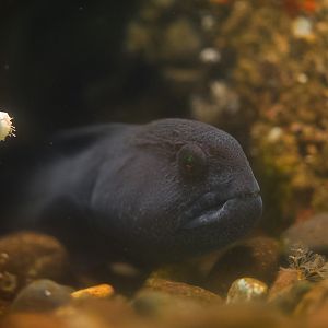 Wolf Eel (juvenile)