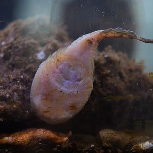 Northern Clingfish