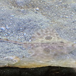 Big Skate (juvenile)