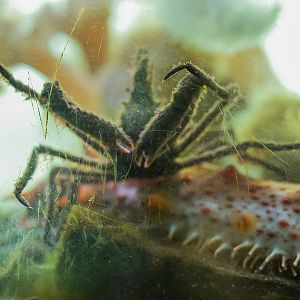 Longhorn Decorator Crab