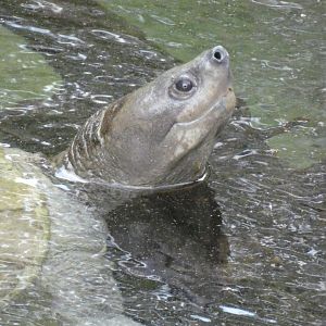 Southern river terrapin