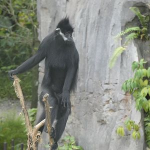 François' langur