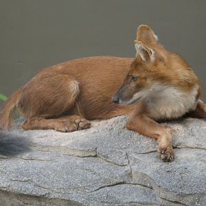 Dhole