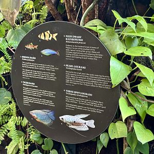 Tropical Dome - Species 1