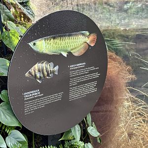 Tropical Dome - Species 5