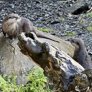 Asian small-clawed otter (Aonyx cinereus)