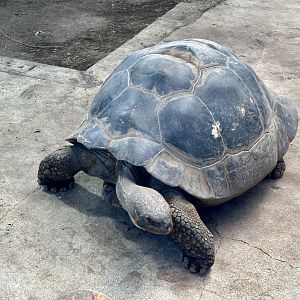 Female Galapagos Giant Tortoise