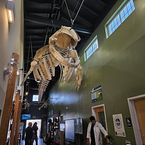 Grey Whale Skeleton (Entrance hall)