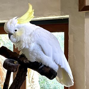 Captain (Sulfur-crested Cockatoo)