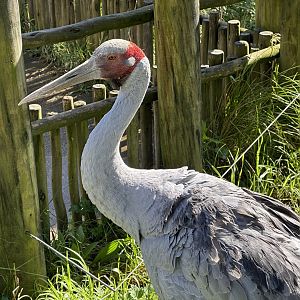 Brolga (Antigone rubicunda)