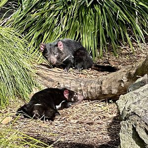 Tasmanian Devils (Siblings)