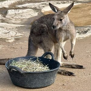 Forester kangaroo (Macropus giganteus tasmaniensis)