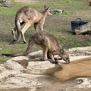 Forester kangaroo (Macropus giganteus tasmaniensis)