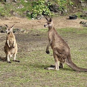 Forester kangaroo (Macropus giganteus tasmaniensis)