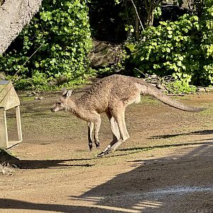 Forester kangaroo (Macropus giganteus tasmaniensis)