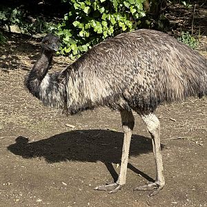 Emu (Dromaius novaehollandiae)